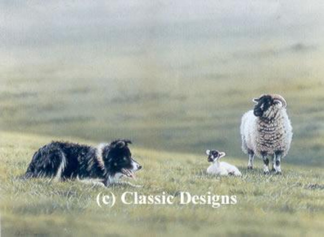 Steady Boy - Border Collie & Sheep