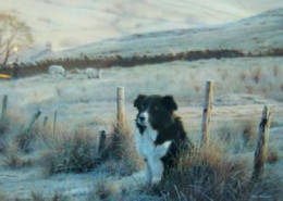 First Light - Border Collie - Mounted
