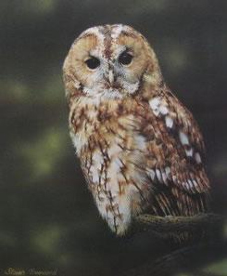 Tawny Owl - Print