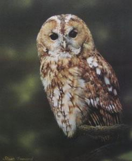 Tawny Owl