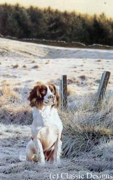 Frosty Morn - Springer Spaniel - Mounted