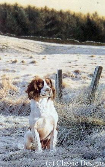 Frosty Morn - Springer Spaniel