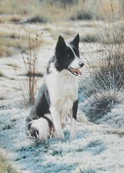 Take Five - Border Collie - Mounted