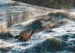 Pheasants - First Fall - Print