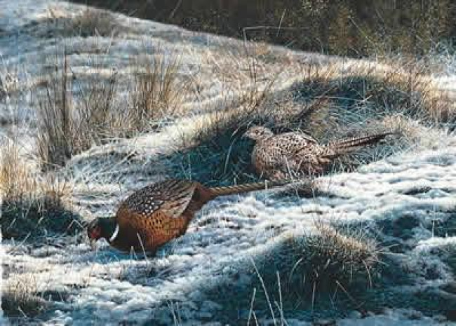 Pheasants - First Fall