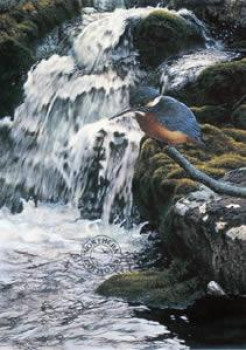 River Jewel - Kingfisher - Print