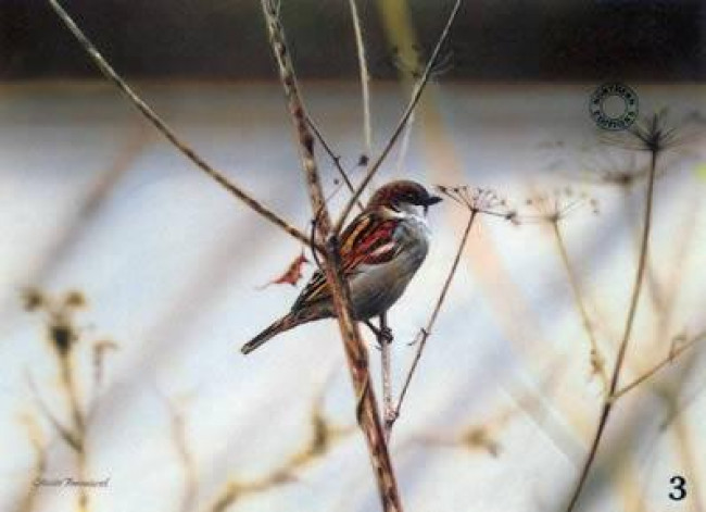 Study Of A Sparrow