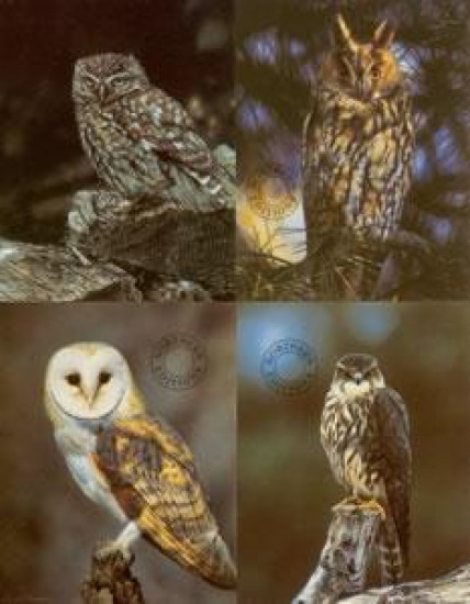 Birds Of Prey - Set of 4 - Print