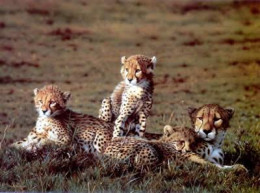 Cheetahs - Print
