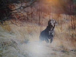 Sam - Black Labrador - Mounted