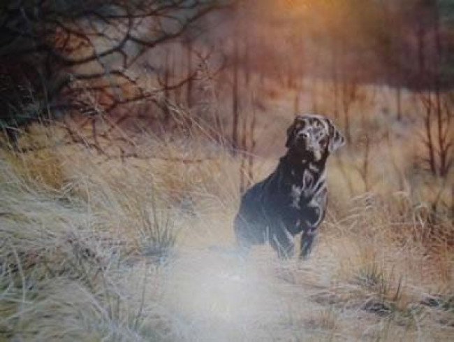 Sam - Black Labrador - Mounted