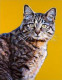 Mr. Tom - Small Size - Print