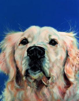 Bushy Tailed - Golden Retriever - Box Canvas