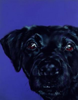 Bright Eyed - Black Labrador - Box Canvas