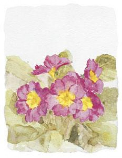 Primulas III - Mounted Primulas III - Mounted