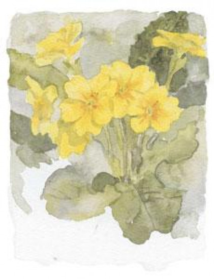 Primulas IV - Mounted Primulas IV - Mounted