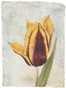 Tulip I - Mounted