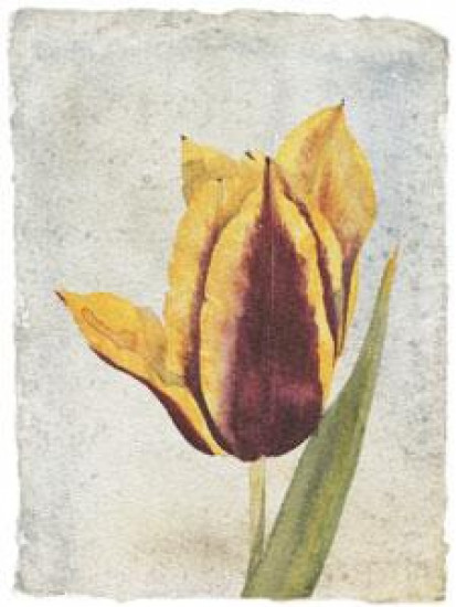 Tulip I