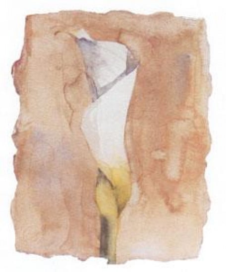 Arum Lilly I - Mounted Arum Lilly I - Mounted