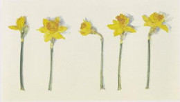 Narcissi - Mounted