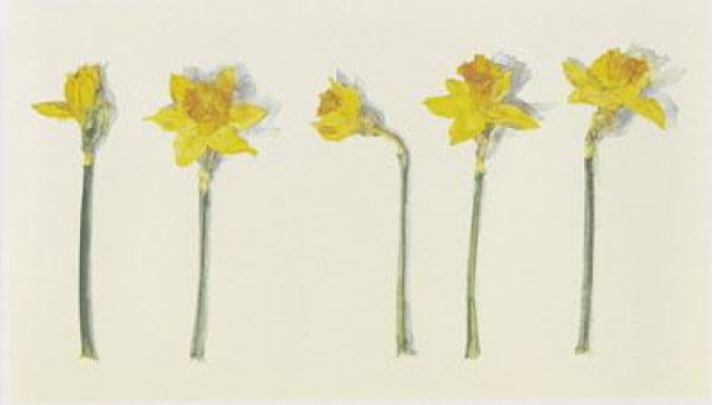Narcissi - Mounted Narcissi - Mounted