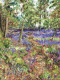 Walk Through The Bluebells - Unstretched Canvas