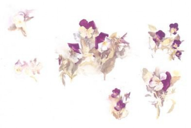 Violas - Mounted Violas - Mounted