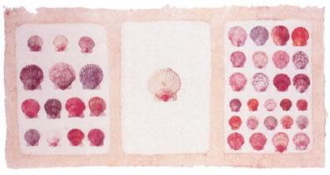 Pink Shells - Mounted Pink Shells - Mounted