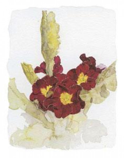 Primulas II - Mounted Primulas II - Mounted
