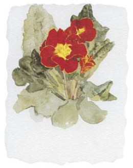 Primulas I - Mounted