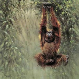 Swinging Borneo - Orangutan - Mounted