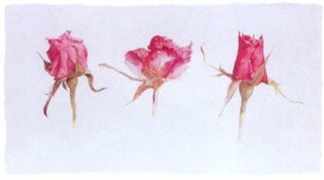 Rose Bud Trio - Mounted Rose Bud Trio - Mounted