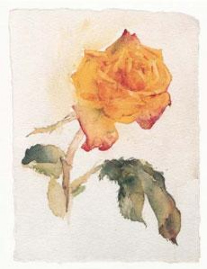 Yellow Rose - Mounted Yellow Rose - Mounted