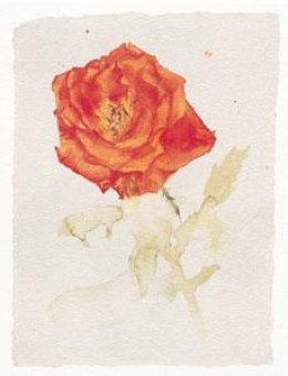 Orange Rose - Mounted