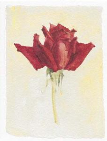 Red Rose - Mounted