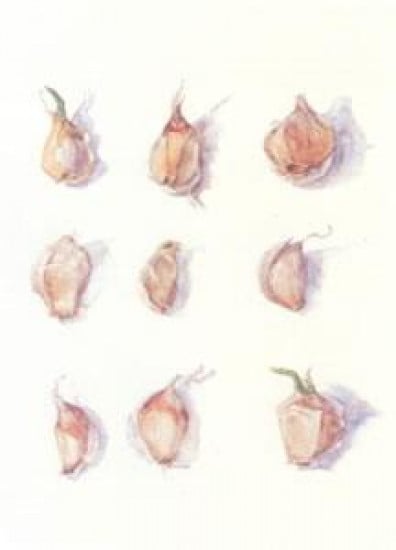 Garlic Cloves - Mounted Garlic Cloves - Mounted