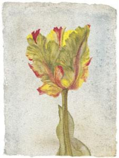 Tulip VI - Mounted Tulip VI - Mounted