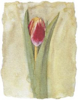 Tulip V - Mounted