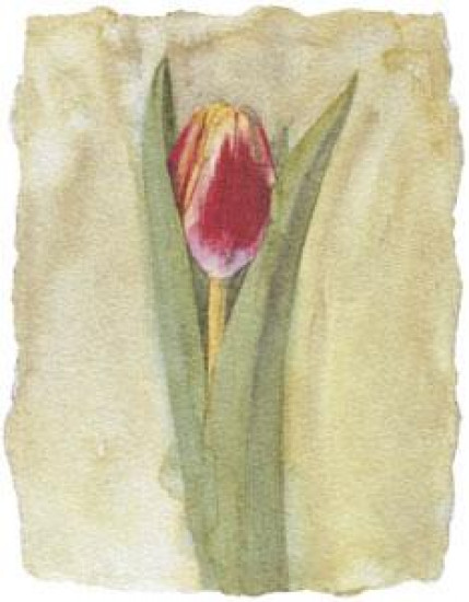 Tulip V
