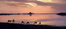 Elegance Of Evening's Retreat - Impala Antelopes