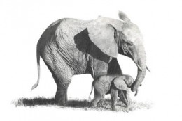 First Steps - Elephants - Mounted