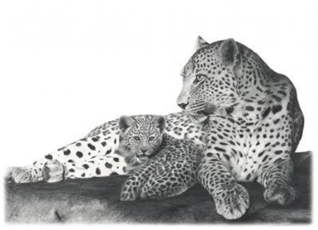 Fearless - Leopards - Mounted Fearless - Leopards - Mounted