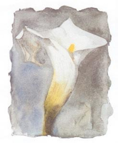Arum Lilly II