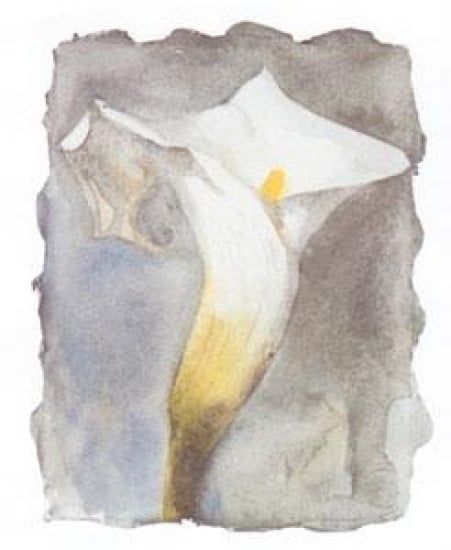 Arum Lilly II - Mounted Arum Lilly II - Mounted