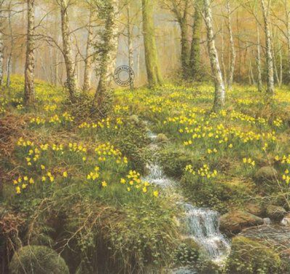 Daffodil Wood - Print