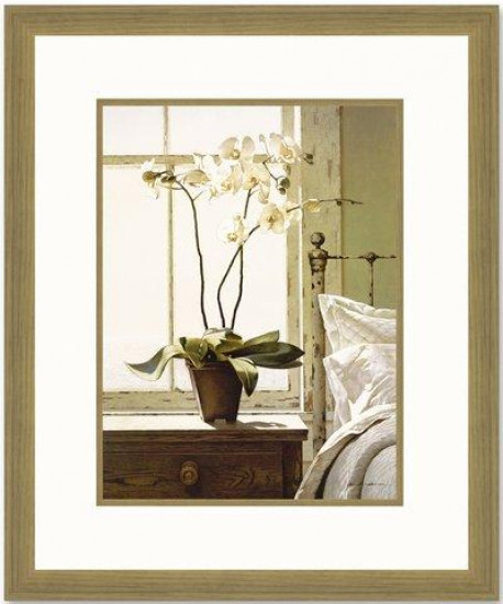 Bedside Orchid