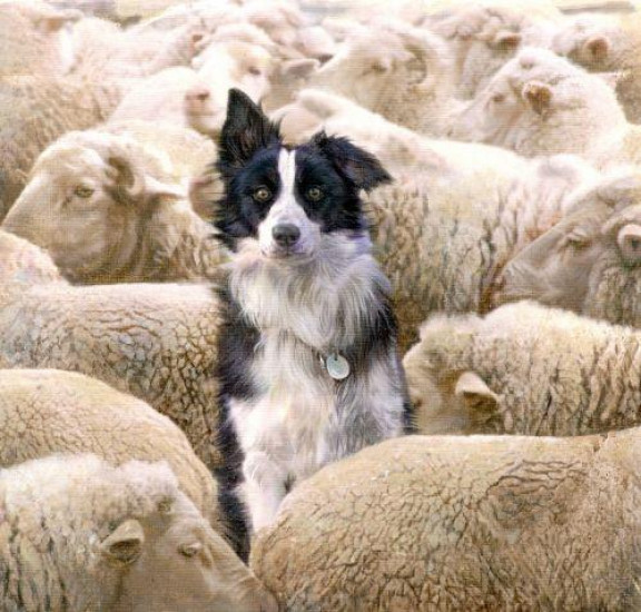 I See No Sheeps